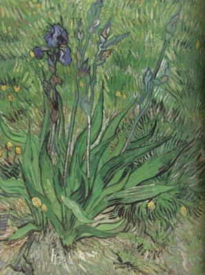 Vincent Van Gogh The Iris (nn04) oil painting image